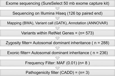 A Novel ARL3 Gene Mutation Associated With Autosomal Dominant Retinal Degeneration